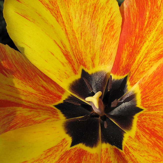 69 Blume IMG_1485 Kopie.jpg -                                